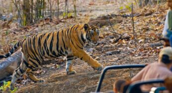 A List Of Top 4 National Parks In India For 2022 That You Simply Cannot Ignore!