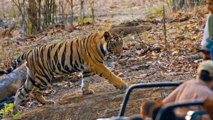 A List Of Top 4 National Parks In India For 2022 That You Simply Cannot Ignore!