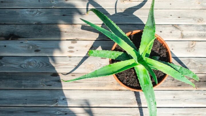 5 Beneficial Effects Of Consuming Aloe Vera Daily