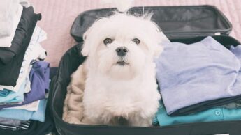 Things to take care of while travelling with pets