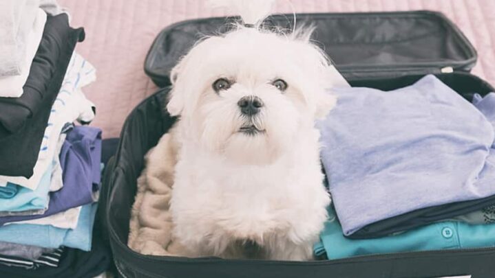 Things to take care of while travelling with pets