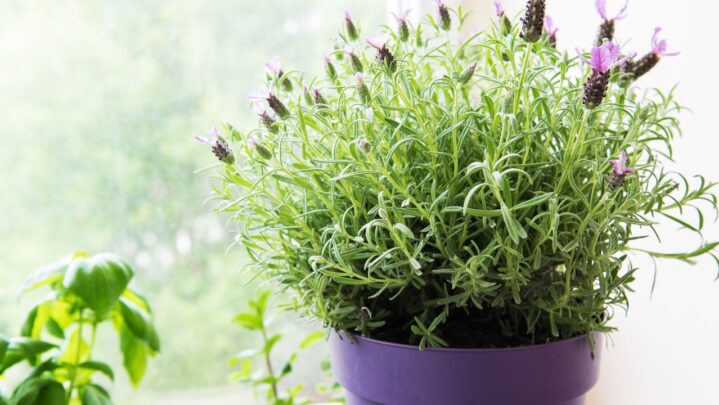 Top 5 Fantastic Plants For Bedrooms