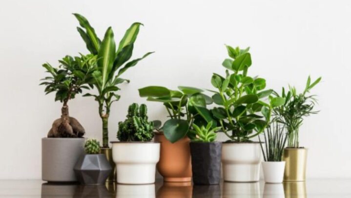 Even Beginner May Easily Maintain These 5 Indoor Flowering Plants
