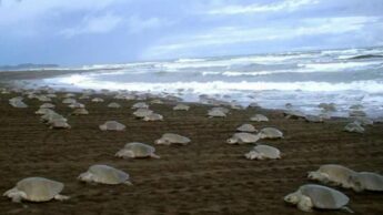 What draws people to Gahirmatha in Odisha?