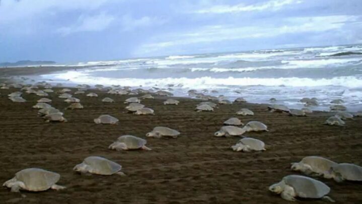 What draws people to Gahirmatha in Odisha?