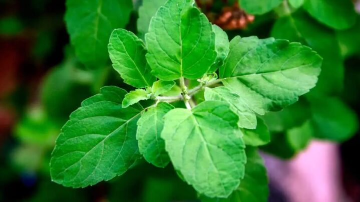 5 Health Benefits Of Holy Basil Aka Tulsi