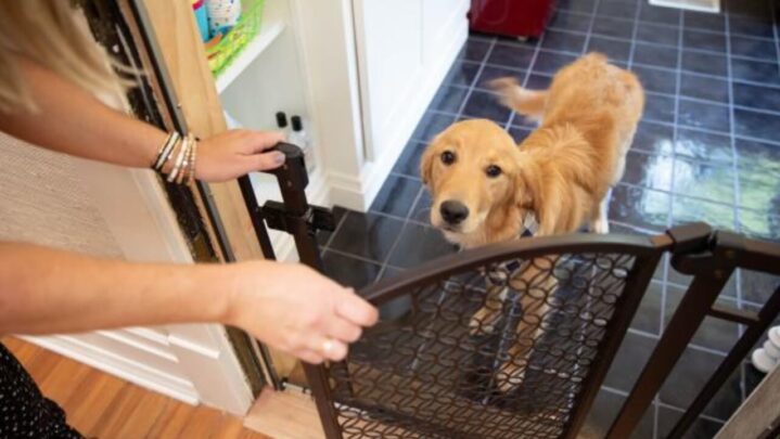 Before You Bring Home Your New Pet, Follow These Steps To Pet-Proof Your House