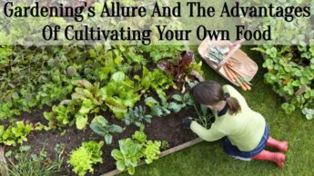 Gardening’s Allure And The Advantages Of Cultivating Your Own Food