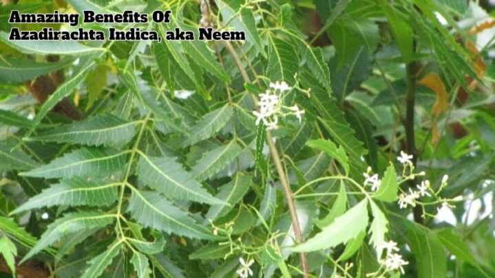 Amazing Benefits Of Azadirachta Indica, aka Neem