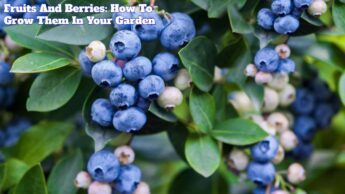 Fruits And Berries: How To Grow Them In Your Garden