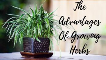 Growing And Caring For Houseplants