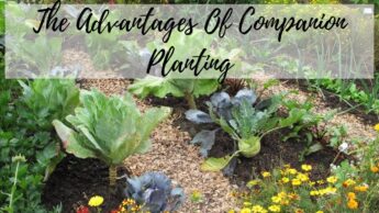 The Advantages Of Companion Planting
