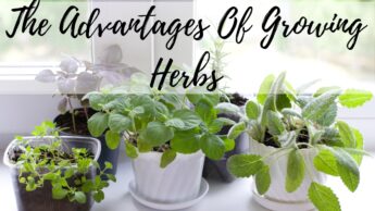 The Advantages Of Growing Herbs