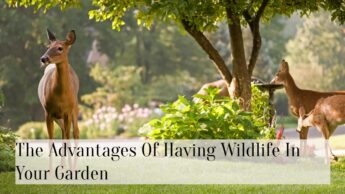 The Advantages Of Having Wildlife In Your Garden