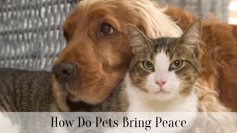 How Do Pets Bring Peace
